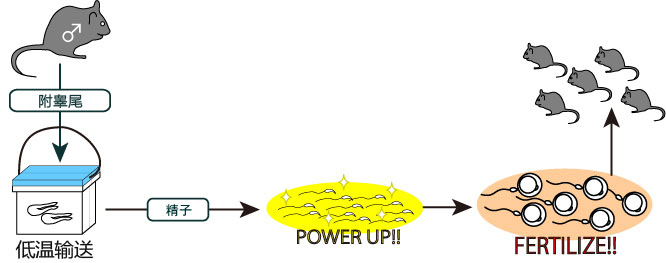 小鼠精子冻存液和体外受精培养基