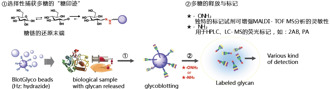 BlotGlyco® 糖链纯化试剂盒