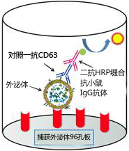 PS Capture™ 外泌体ELISA试剂盒（抗小鼠IgG POD）