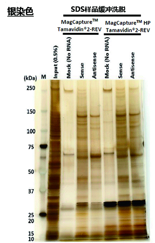 MagCapture™ RNA Pull Down检测试剂盒