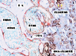 29467001骨组织染色——TRAP/ALP染色试剂盒-试剂盒