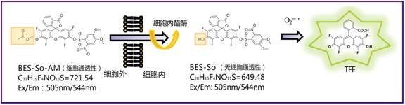 超氧化物特异性荧光探针BES-So-AM-WAKO和光纯药