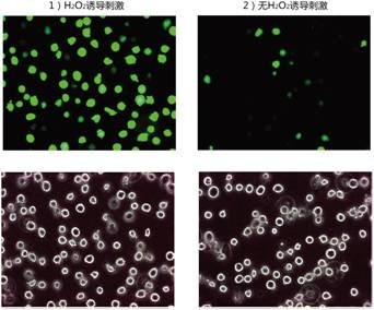 超氧化物特异性荧光探针BES-So-AM-WAKO和光纯药