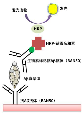 Wako 高分子β-淀粉样蛋白寡聚体ELISA试剂盒-WAKO和光纯药