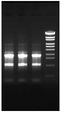 ISOSPIN Cell &amp; Tissue RNA（从动物细胞和组织提取RNA试剂盒）