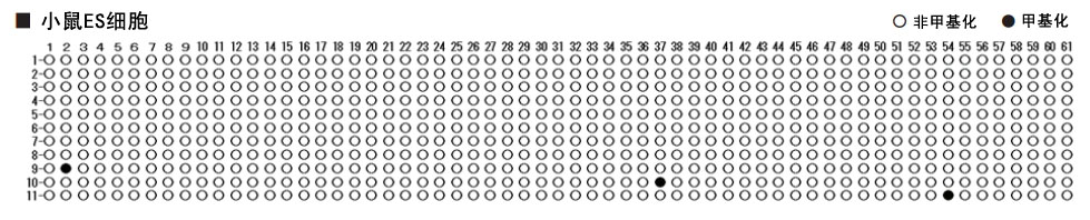 EpiSight™ Bisulfite Conversion Kit Ver.2 DNA重亚硫酸盐转化试剂盒-WAKO和光纯药