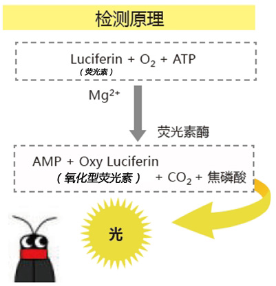 PD-30配套试剂——LuciSwab（长轴棉棒）_Kikkoman