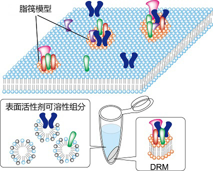 UltraRIPA 脂筏提取缓冲液套装 UltraRIPA kit for Lipid Raft（和光纯药工业株式会社）