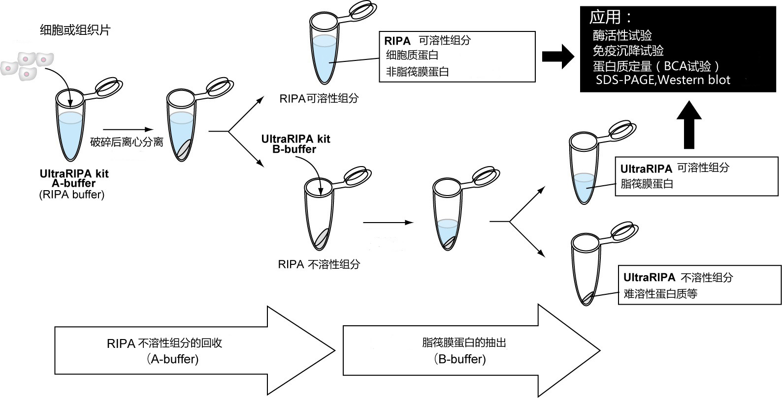 UltraRIPA 脂筏提取缓冲液套装 UltraRIPA kit for Lipid Raft（和光纯药工业株式会社）