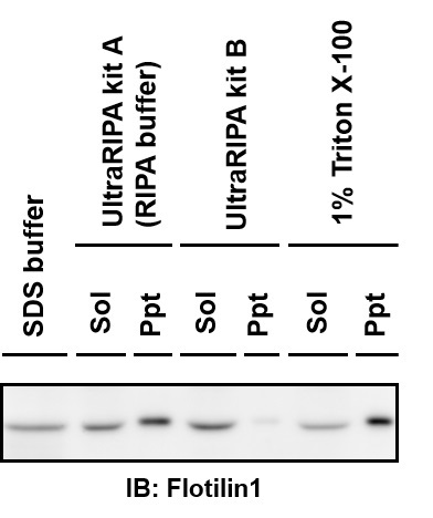 UltraRIPA 脂筏提取缓冲液套装 UltraRIPA kit for Lipid Raft（和光纯药工业株式会社）