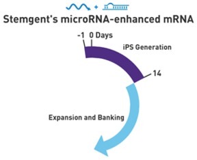 microRNA增强试剂盒（和光纯药工业株式会社）