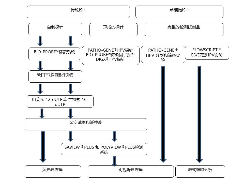 DNA和RNA探针的区别是什么？