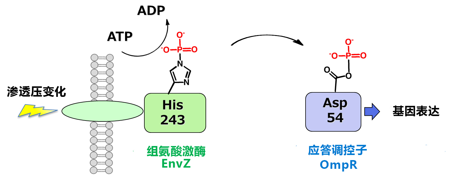 Phos-tag™ 凝胶荧光染料