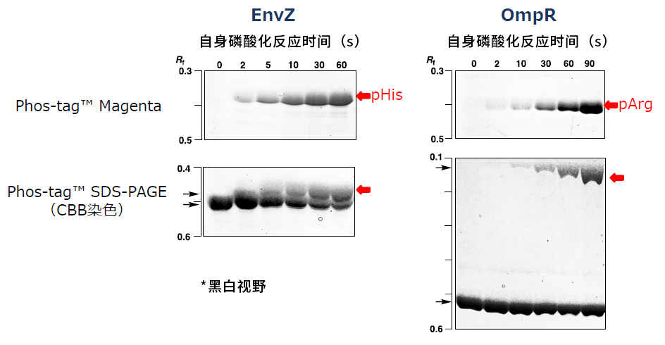 Phos-tag™ 凝胶荧光染料