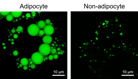 LipiDye®  Ⅱ                              高灵敏度脂滴长时间成像荧光染料