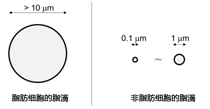 LipiDye®  Ⅱ                              高灵敏度脂滴长时间成像荧光染料