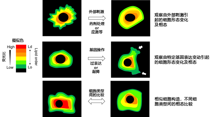 LipiORDER (Membrane Lipid Order Imaging Dye)                              可定量观察活细胞的膜相态！