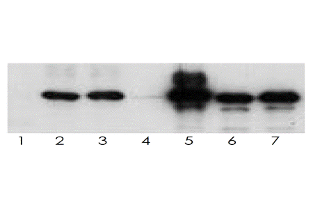 Tau （人）, 多抗                              Tau (human), pAb