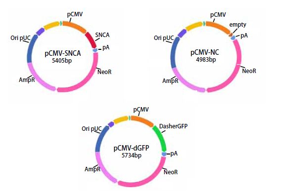 α-突触核蛋白聚集检测试剂盒                              (ALPHA)-Synuclein Aggregation Assay Kit