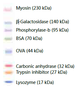 即用型彩色蛋白预染 Marker，稳定型                              Protein MultiColor,Stable DynaMarker®