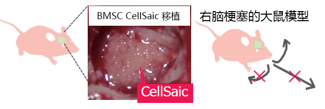 Cellnest μ-piece                              由人I型胶原蛋白重组多肽形成的新型细胞支架