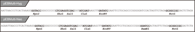 pEBMulti染色体外复制载体                               pEBMulti Vetcor