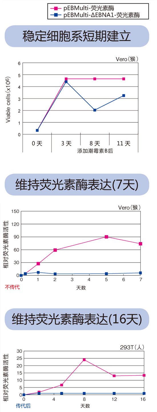 pEBMulti染色体外复制载体                               pEBMulti Vetcor