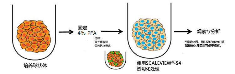 SCALEVIEW®-S4                              球状体·细胞用透明化试剂