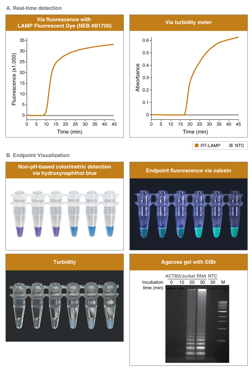 WarmStart® LAMP Kit (DNA & RNA) |