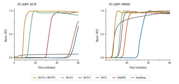 Bst 3.0 DNA Polymerase |