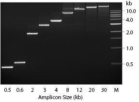 LongAmp® Taq DNA 聚合酶 |