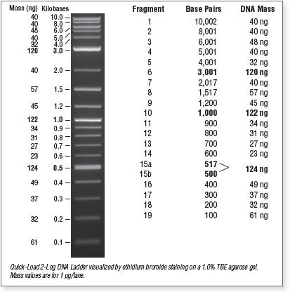 Q5® 超保真 PCR 试剂盒 |