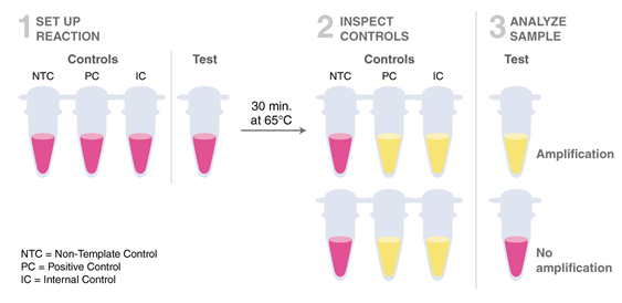 SARS-CoV-2 LAMP 快速变色检测试剂盒 |