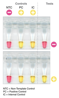 SARS-CoV-2 LAMP 快速变色检测试剂盒 |