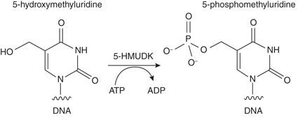5-羟甲基尿苷 DNA 激酶 |