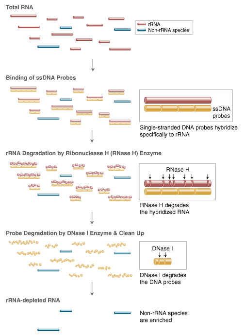 Next® rRNA Depletion Kit v2 (Human/Mouse/Rat) |