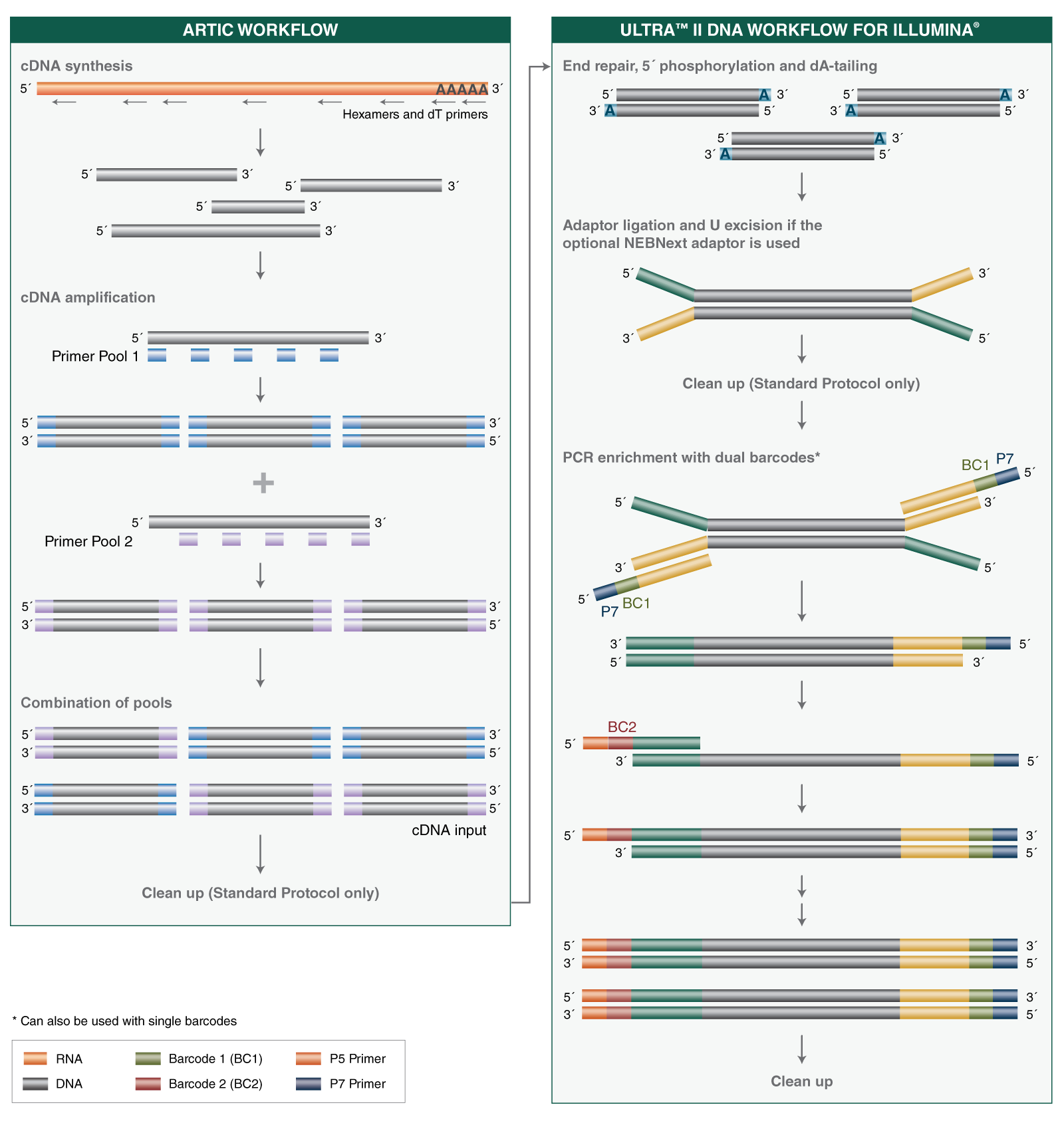 Next® ARTIC SARS-CoV-2 Library Prep Kit (Illumina®) |