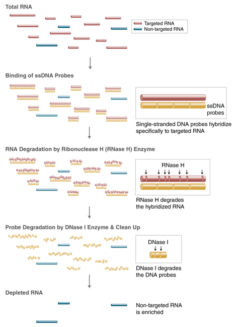 Next® RNA Depletion Core Reagent Set |