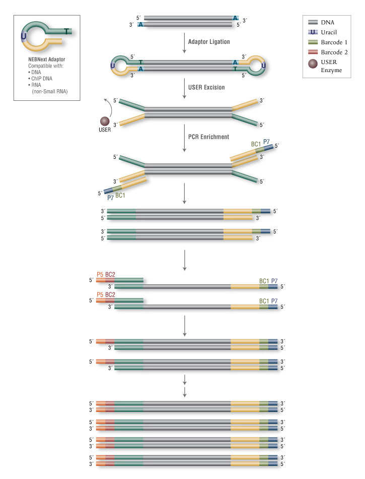 Next® Multiplex Oligos for Illumina® (96 Unique Dual Index Primer Pairs Set 3) |