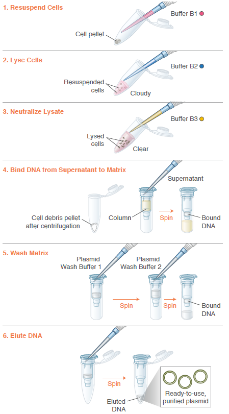 Monarch® Plasmid Miniprep Kit |