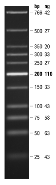 Quick-Load 紫色低分子量 DNA Ladder |