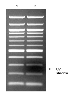 Quick-Load® 紫色 100 bp DNA Ladder |