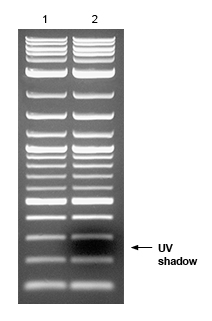 Quick-Load® 紫色 1 kb Plus DNA Ladder |