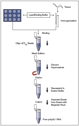 Magnetic mRNA Isolation Kit |