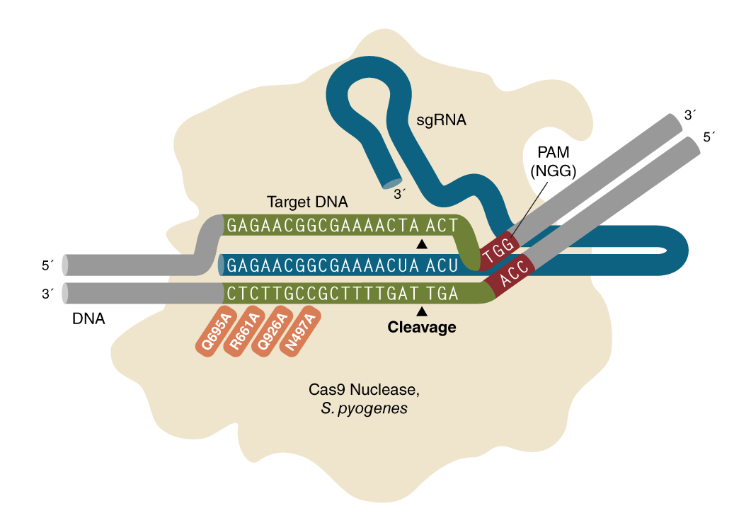 EnGen® Spy Cas9 HF1 高保真核酸酶 |