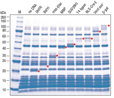 PURExpress® Δ Ribosome 试剂盒 |