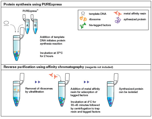 PURExpress® Δ Ribosome 试剂盒 |