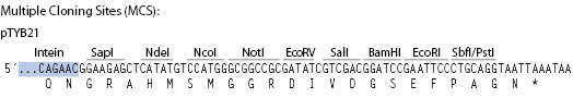 pTYB21 载体  |