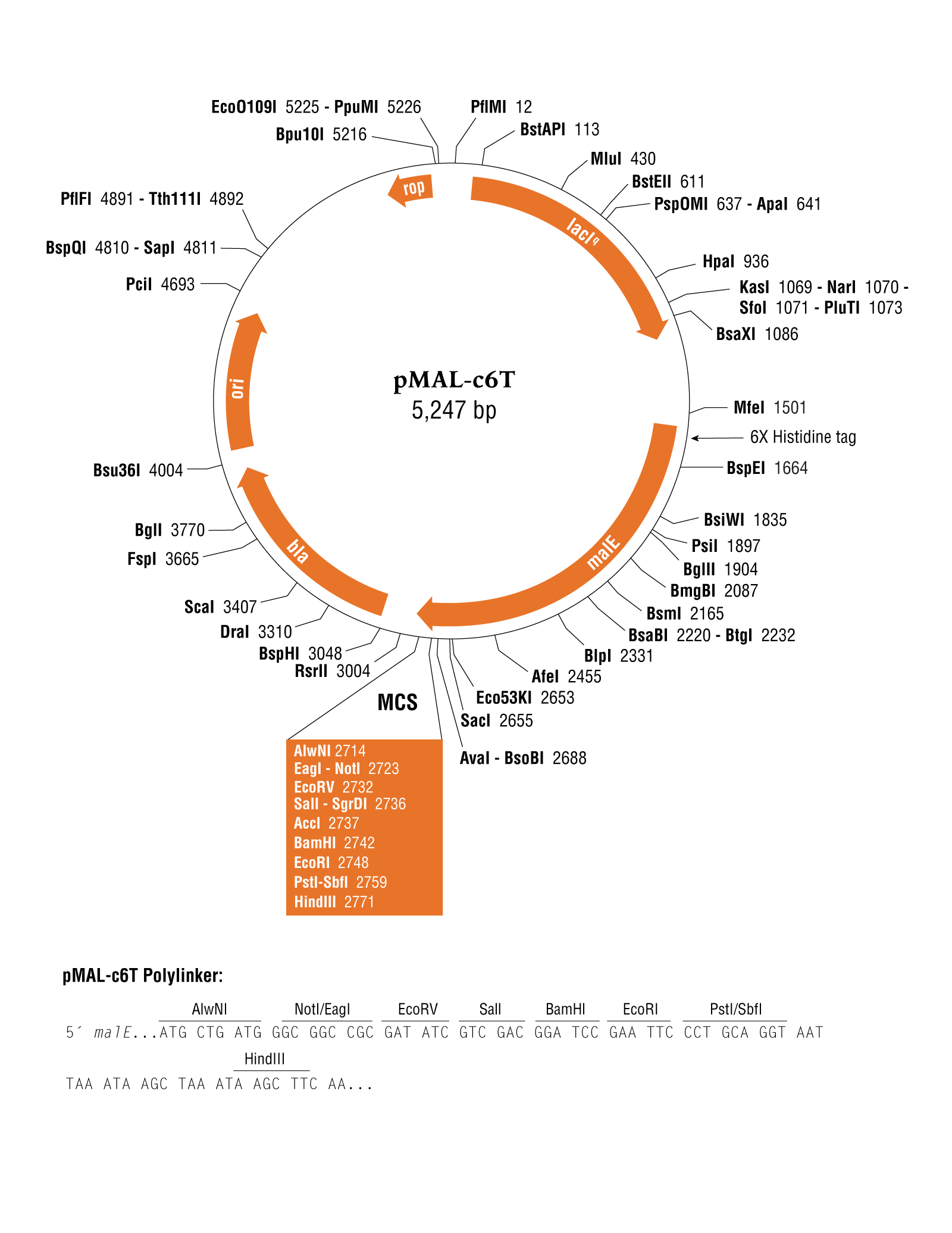 pMAL-c6T Vector |