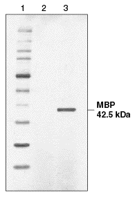 K. lactis Protein Expression Kit |